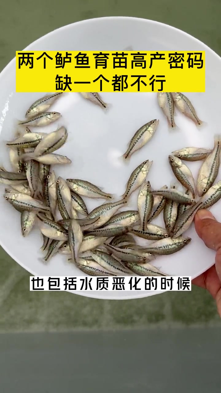 第42集|两个鲈鱼育苗高产密码,缺一个都不行!鲈鱼苗养殖技术 鲈鱼苗驯化 龙昌胆汁酸 龙昌