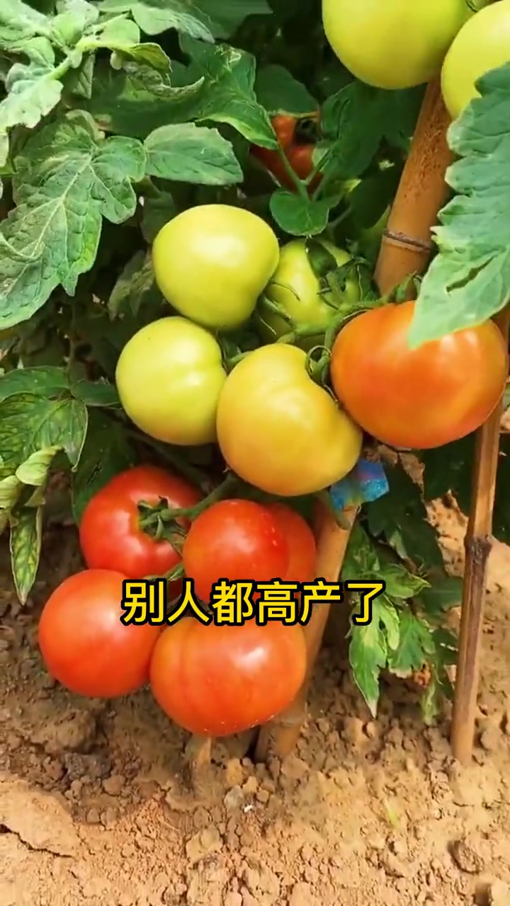 作物根结线虫严重怎么办?番茄黄瓜丝瓜西瓜根结线虫花卉根结线虫等用赞线公升级版!根结线虫 黄