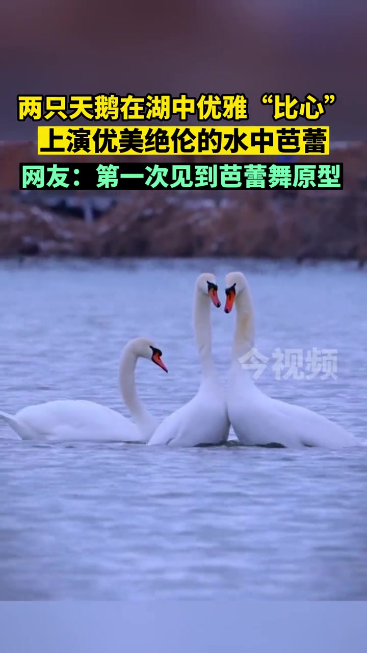 两只天鹅在湖中优雅“比心”,上演优美绝伦的水中芭蕾。网友:第一次见到芭蕾舞原型。2只天鹅在
