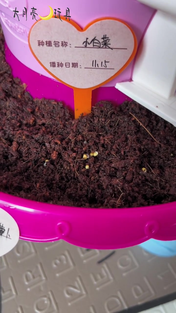 两天小白菜种子就发芽啦,超乎想象的快