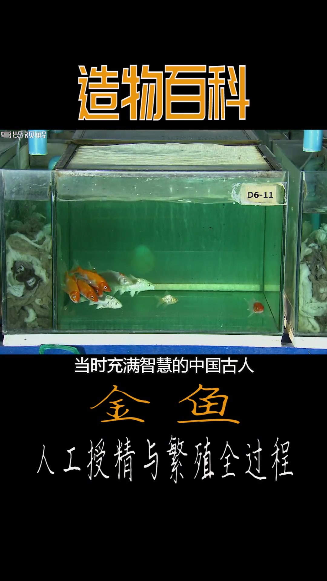 鱼怎么会产卵