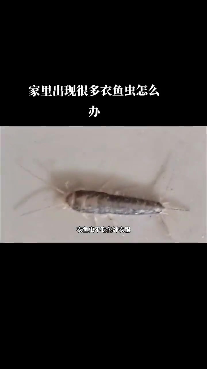 家里出现很多衣鱼虫怎么办,怎样才能把衣鱼虫彻底清理消杀干净