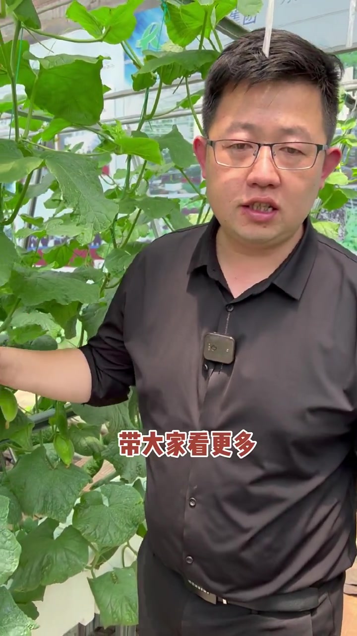 空气种叶菜见过,种果菜的见过么?