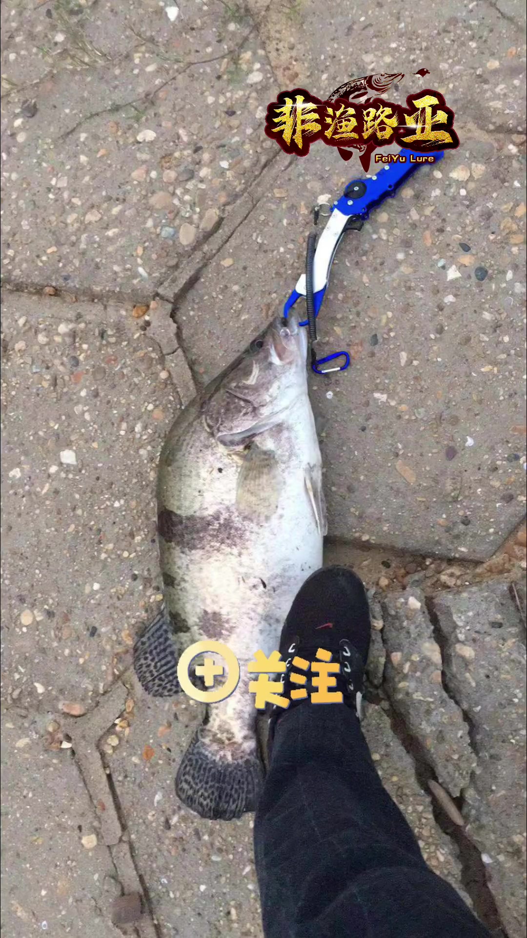 新手路亚野钓鳜鱼技巧教学,破龟三要素!铅坠重量、控饵手法、搜索范围。还不会找鳜鱼标点的可以