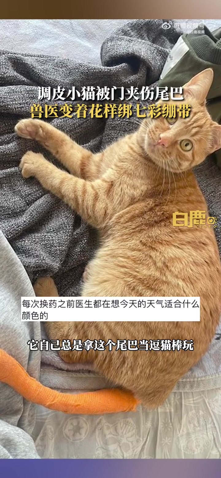 「有趣的灵魂!小猫尾巴受伤兽医变花样绑七彩绷带「喵喵」」近日,天津。调皮小猫被门夹伤,却意