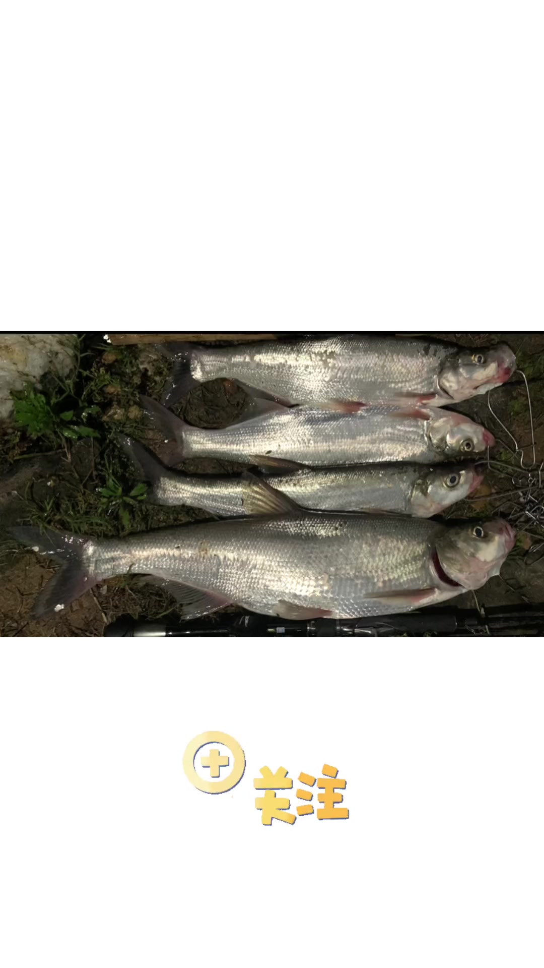 第3集｜白给的路亚知识、第三集，鱼的侧线！路亚 路亚野钓 路亚钓鱼 路亚翘嘴 路亚鳜鱼 鳜