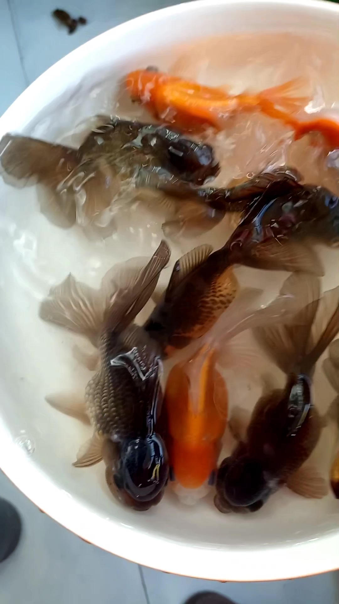 家庭养殖观赏鱼,百褶裙太师鱼苗