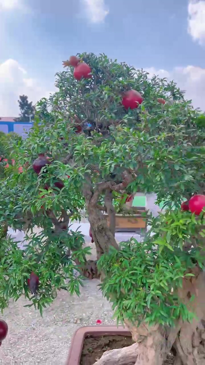 精品大红袍石榴盆景
