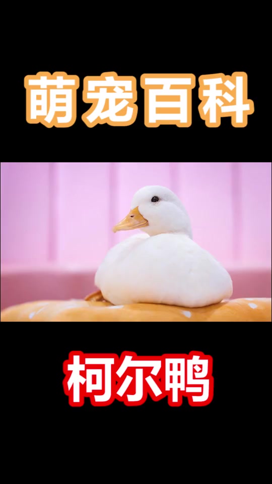 柯尔鸭,嘎嘎嘎,谁见都爱它