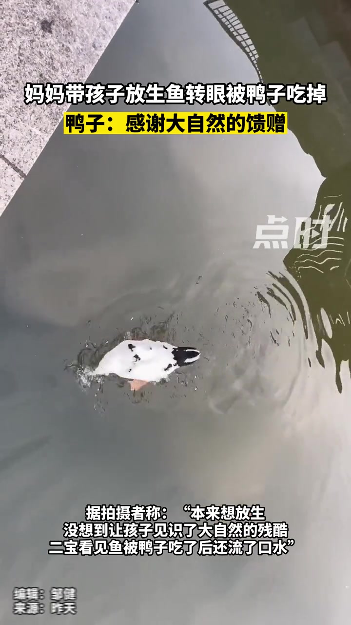 妈妈带孩子放生鱼转眼被鸭子吃掉,鸭子:感谢大自然的馈赠。放生鱼