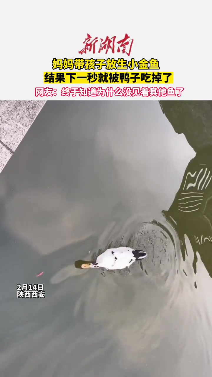 妈妈带孩子放生小金鱼,结果下一秒就被鸭子吃掉了……网友:终于知道为什么没见着其他鱼了