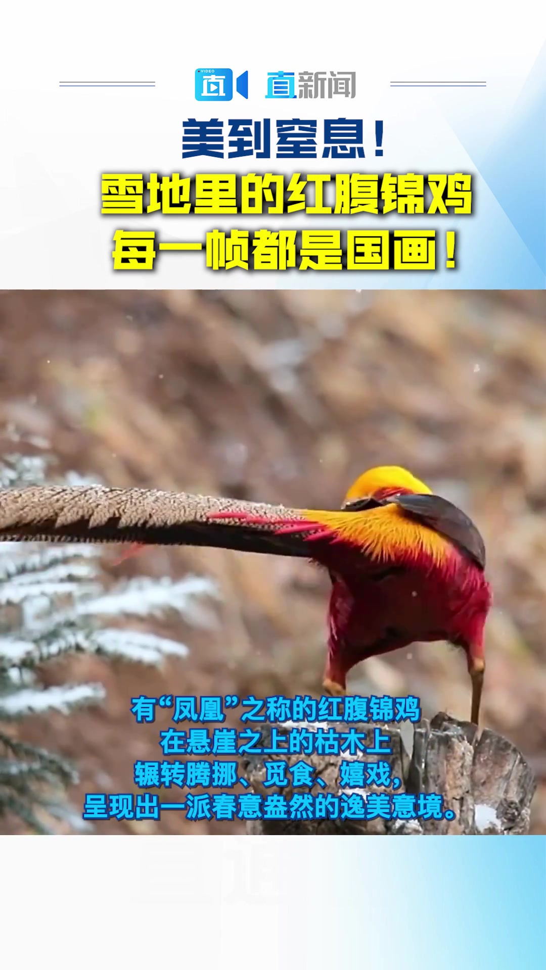 美到窒息!雪地里的红腹锦鸡每一帧都是国画!