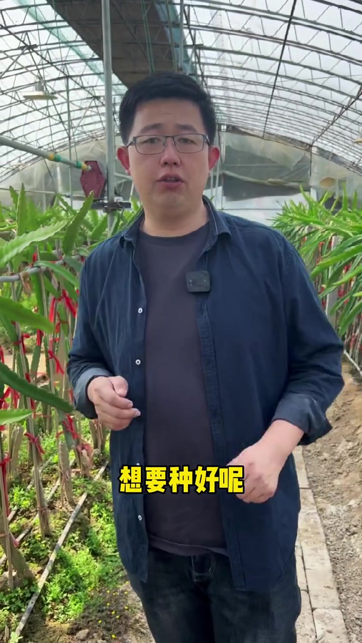 北方种植火龙果用植物灯能增加2-3茬果