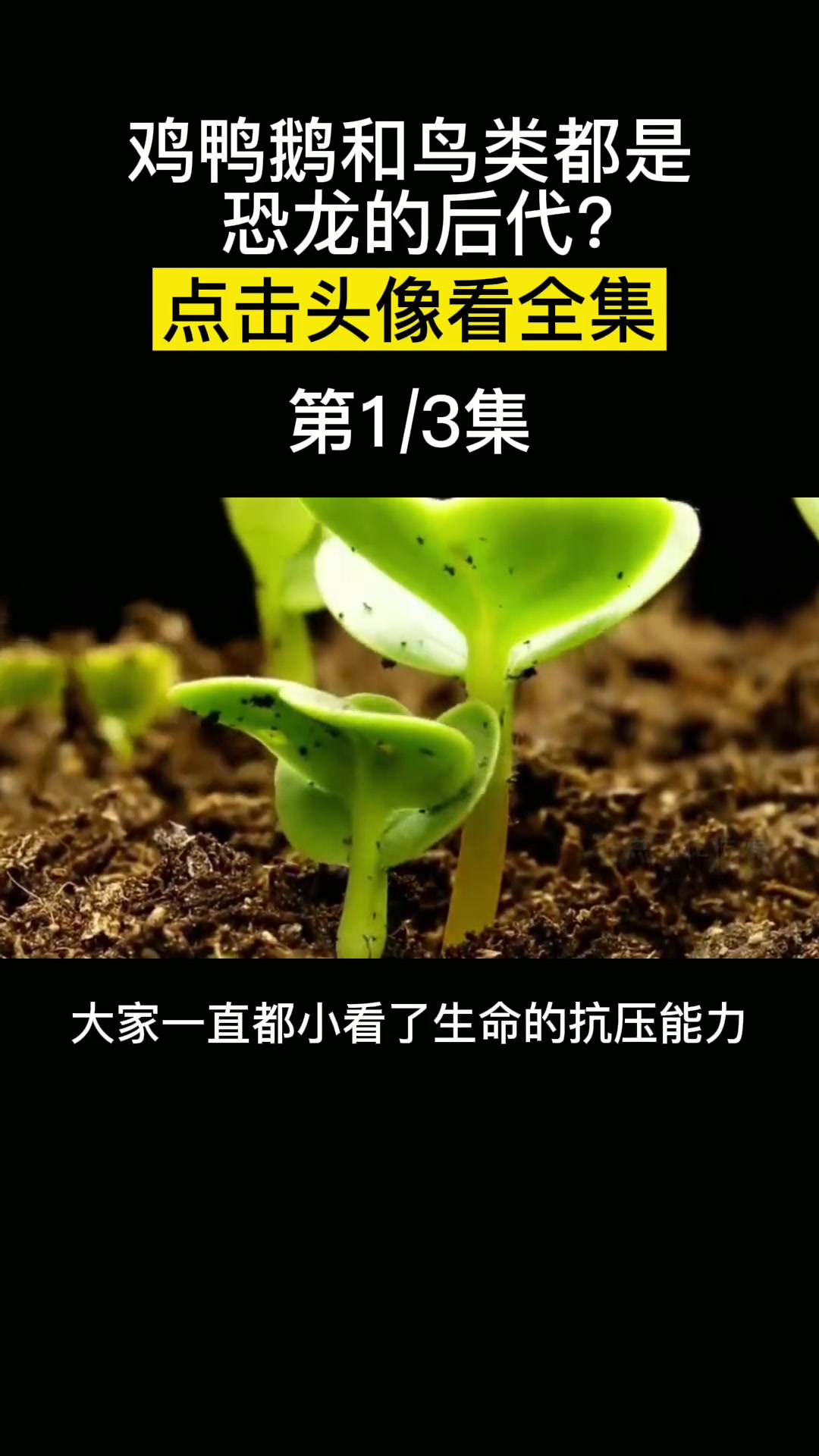 鸡鸭鹅和鸟类也是恐龙进化而来的吗?恐龙 进化 达尔文 陨石 始祖鸟
