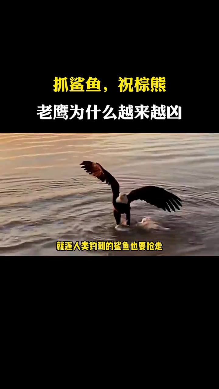 抓鲨鱼,追棕熊,老鹰为什么越来越越凶?