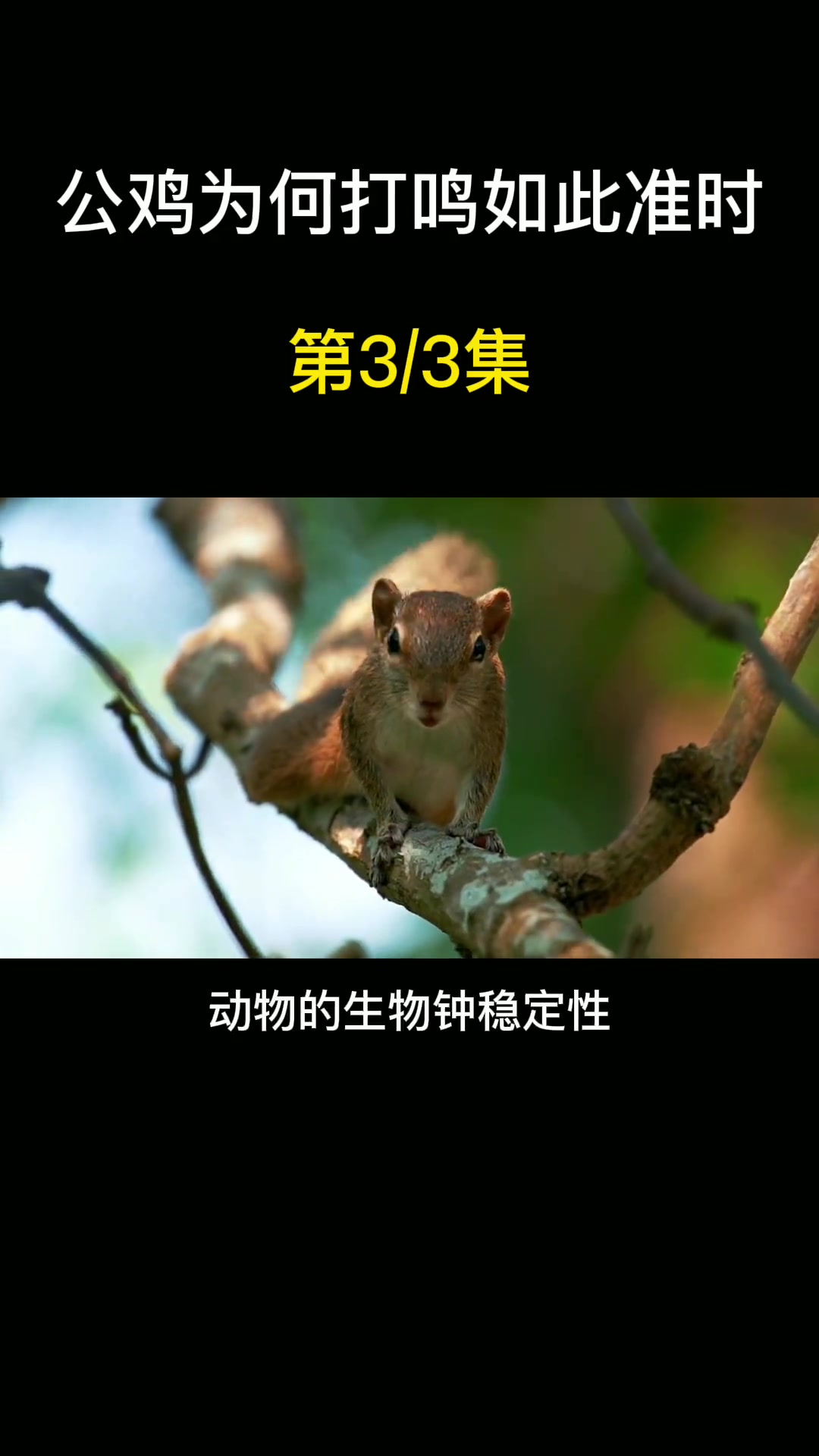 公鸡为何打鸣如此准时?公鸡 动物科普