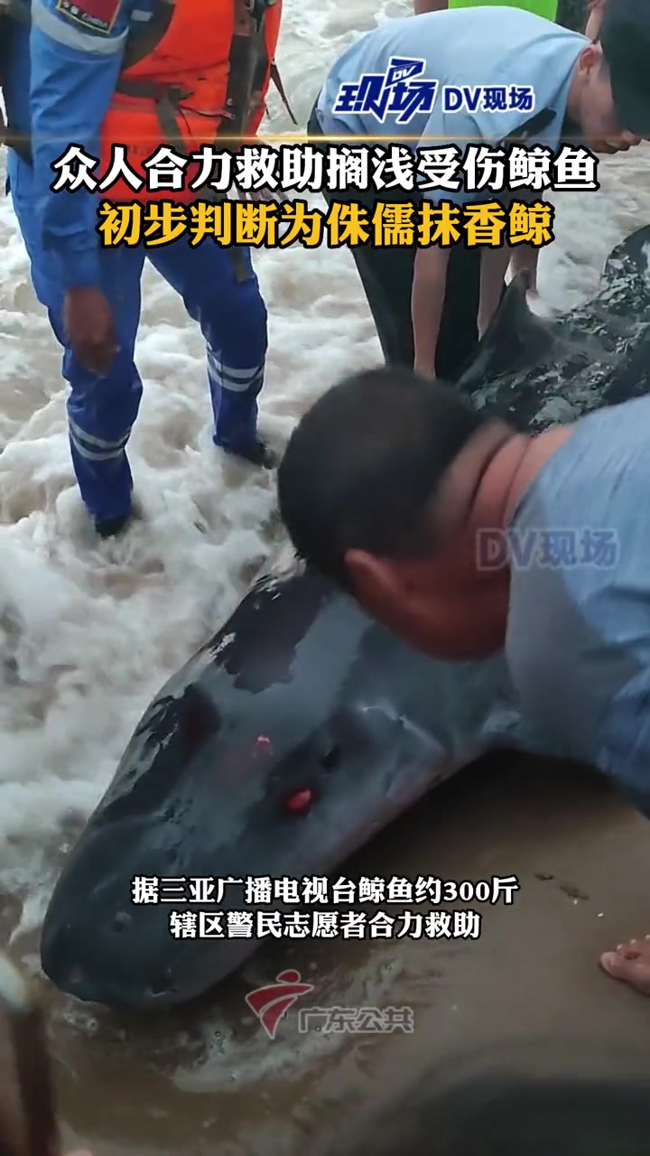 众人合力救助搁浅受伤鲸鱼,初步判断为侏儒抹香鲸