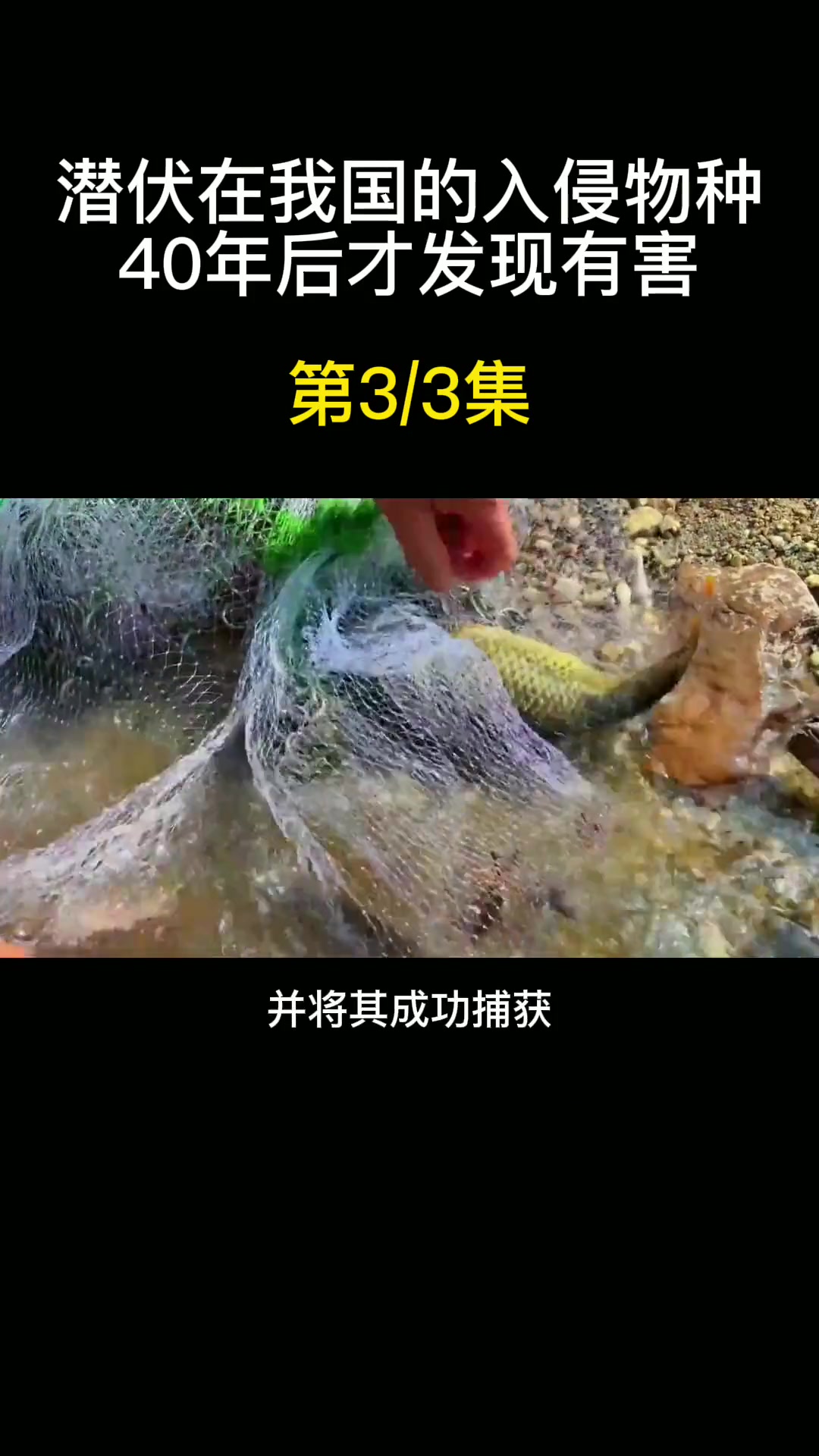 潜伏在我国的入侵物种,疯狂的生长和繁殖,40年后才被发现有害 物种 水葫芦 鲮鱼