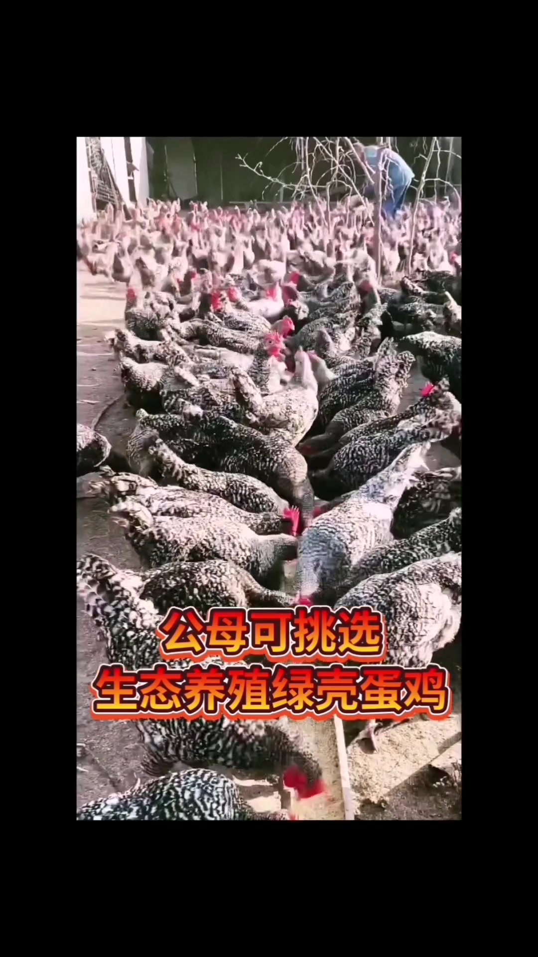 公母可挑选芦花鸡苗