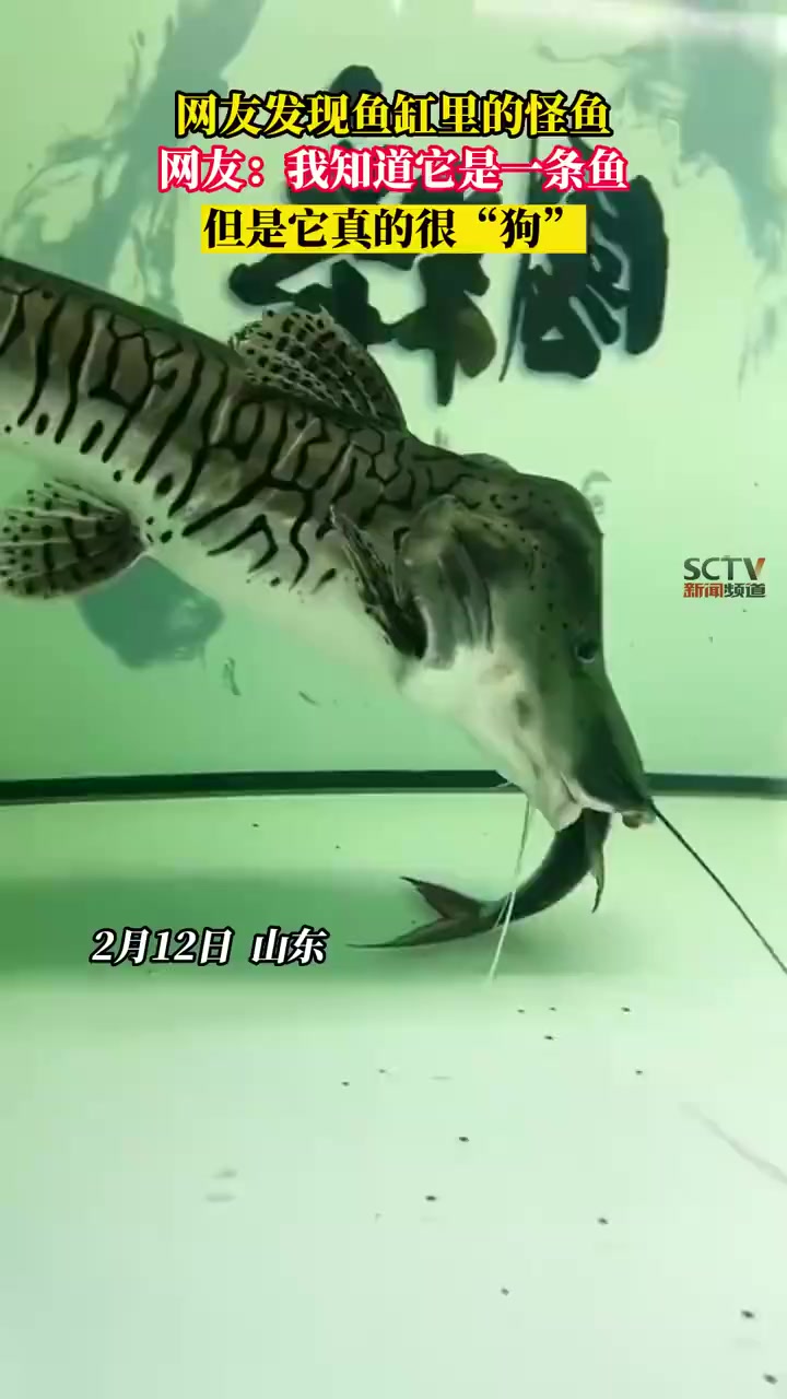 这是一条有趣的虎纹鸭嘴鲇,网友:我知道它是一条鱼,但是它真得挺狗