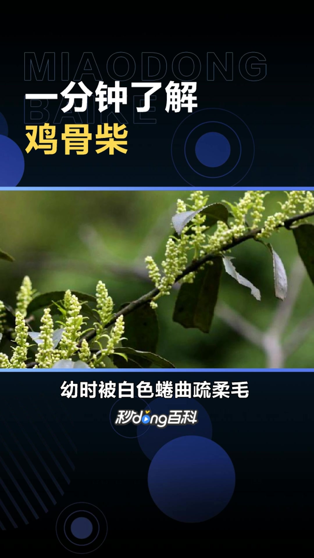 鸡骨柴:唇形科香薷属植物