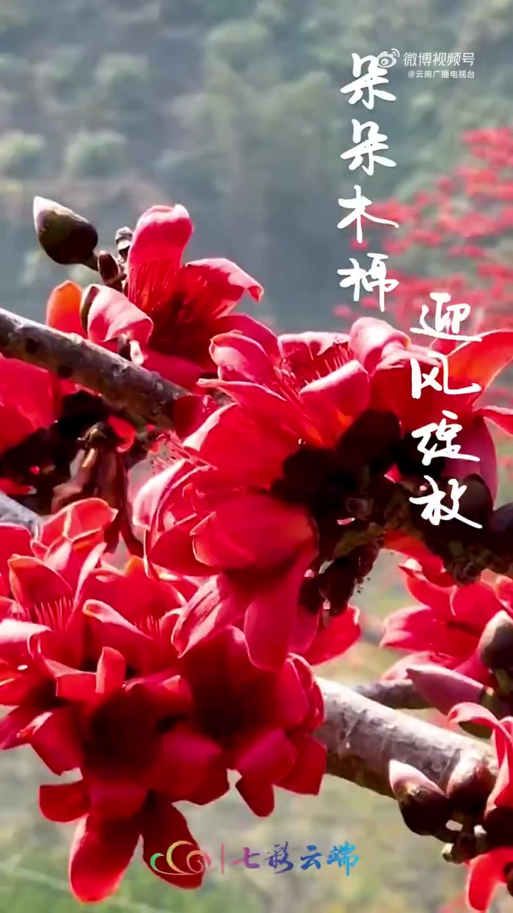 「谁能拒绝云南这个开满木棉花的村寨」2月中旬,云南屏边南溪河边上的木棉花相继盛开,朵朵红似