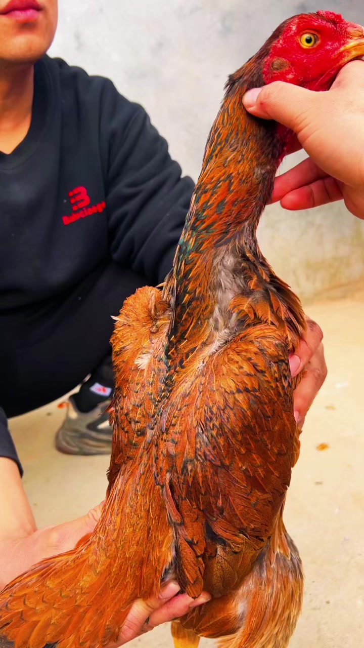 一只6斤多重大骨架牛脖子公鸡头龙鳞腿母斗鸡也叫虎毛或火烧毛
