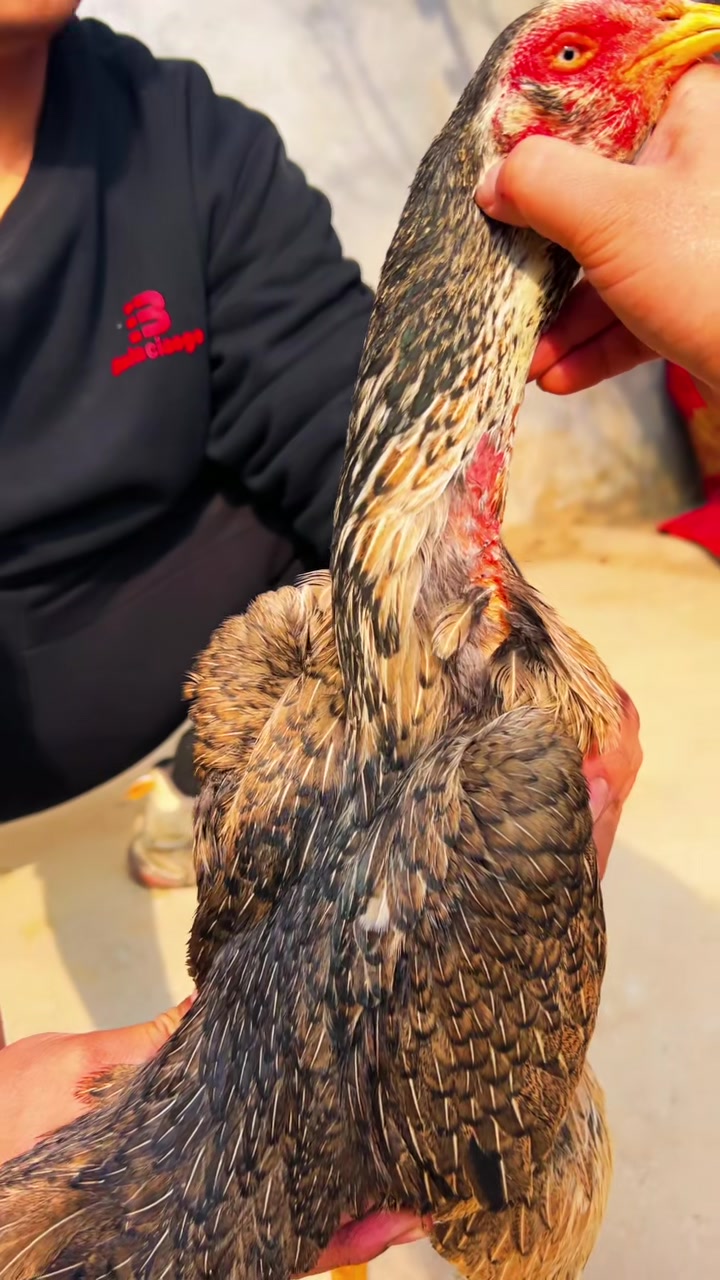 进来欣赏一只越缅血统母斗鸡别名盖莎母斗鸡