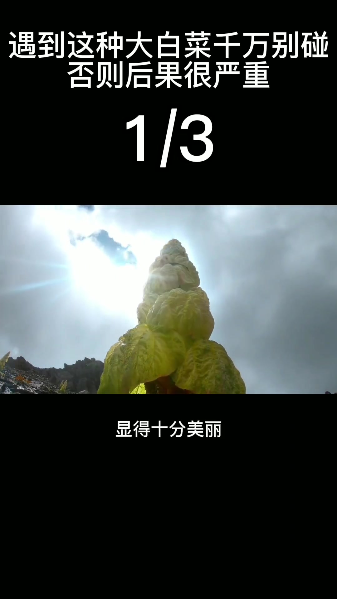 光洞白菜是什么样子