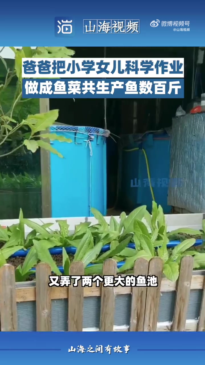 女孩科学作业成果高启强都得佩服「小学生和爸爸做鱼菜共生 每年能收获近500斤鱼蟹」女孩做小
