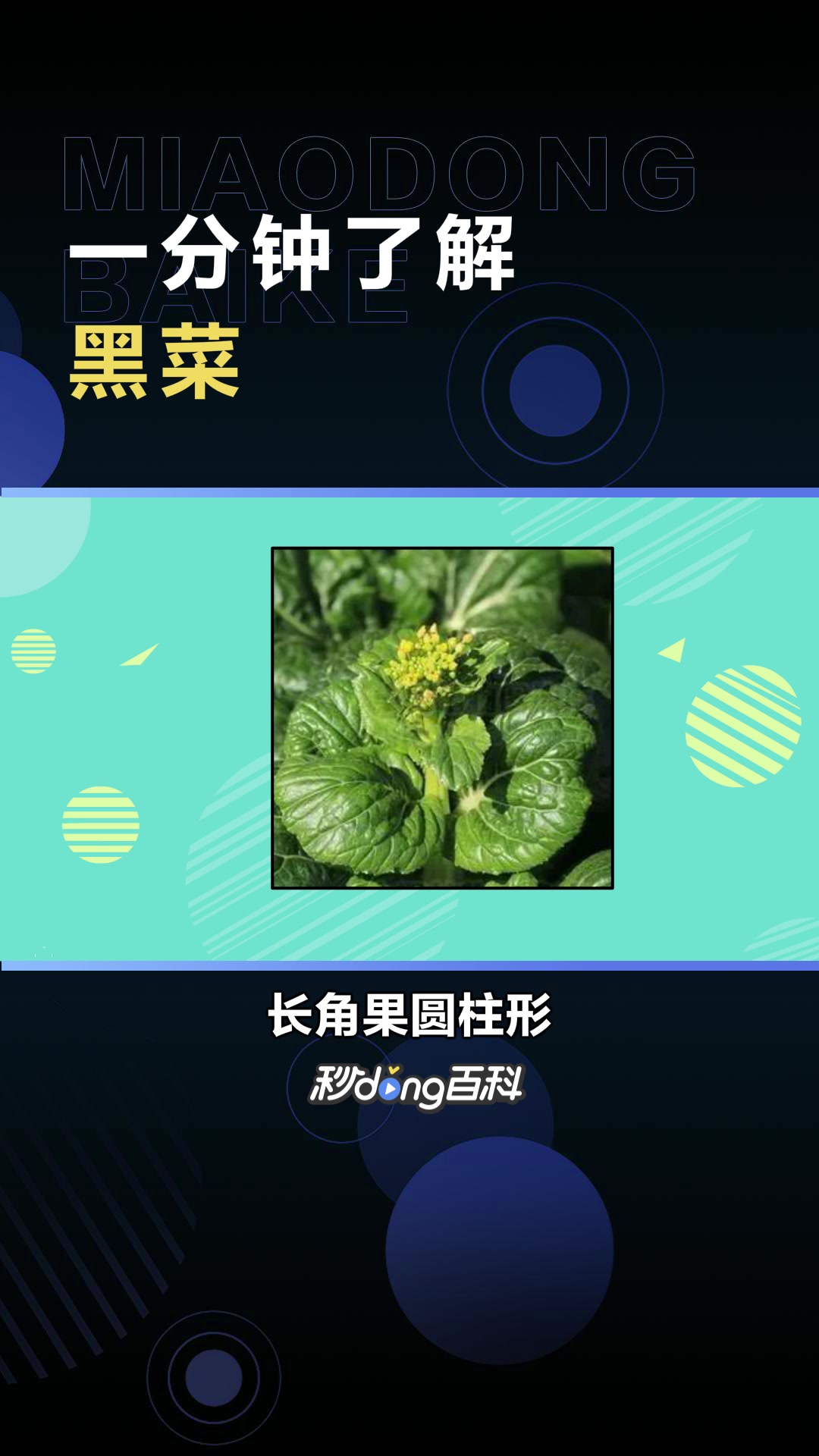 黑菜:十字花科芸苔属芸苔种白菜亚种的一个变种