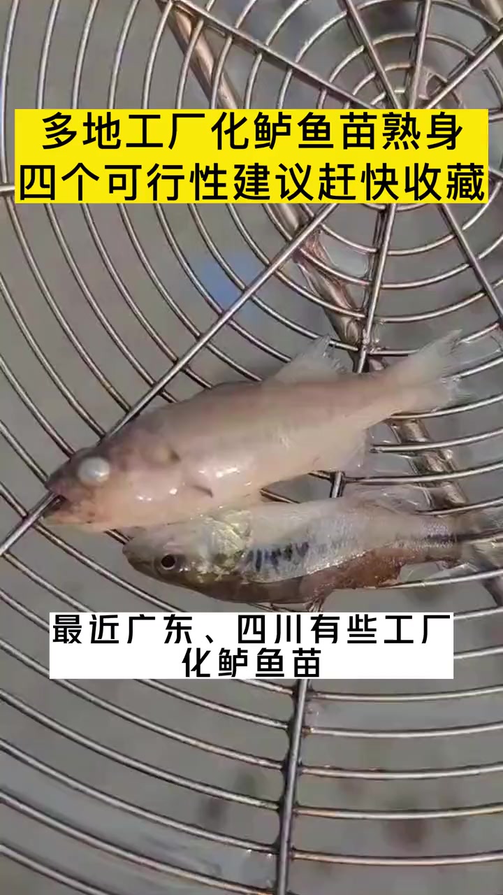 第44集|工厂化鲈鱼苗肠炎、拖便、熟身,四个可行性方案快收藏!鲈鱼苗养殖技术 鲈鱼苗驯化 