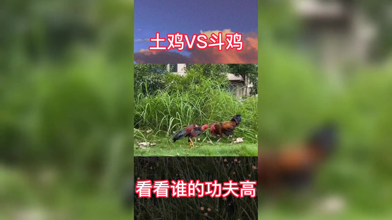 土鸡VS斗鸡看看谁的功夫高