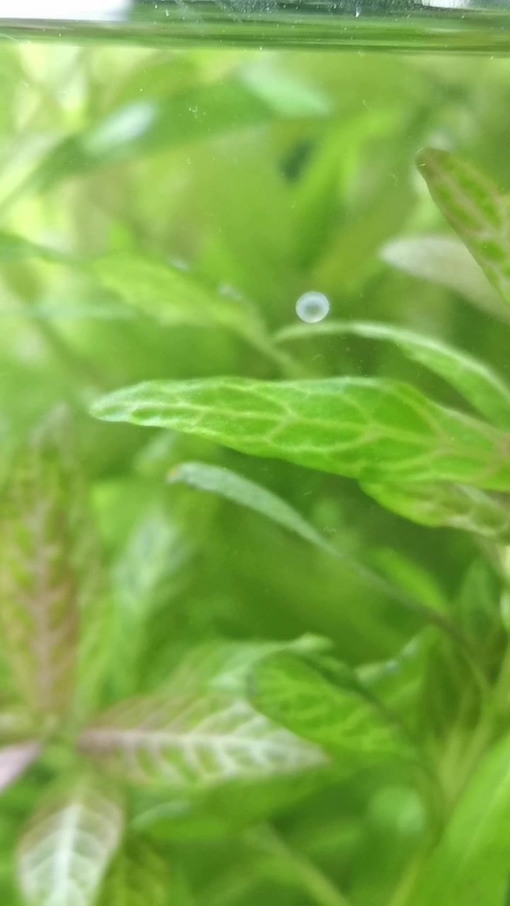 熊猫鼠鱼又产卵了