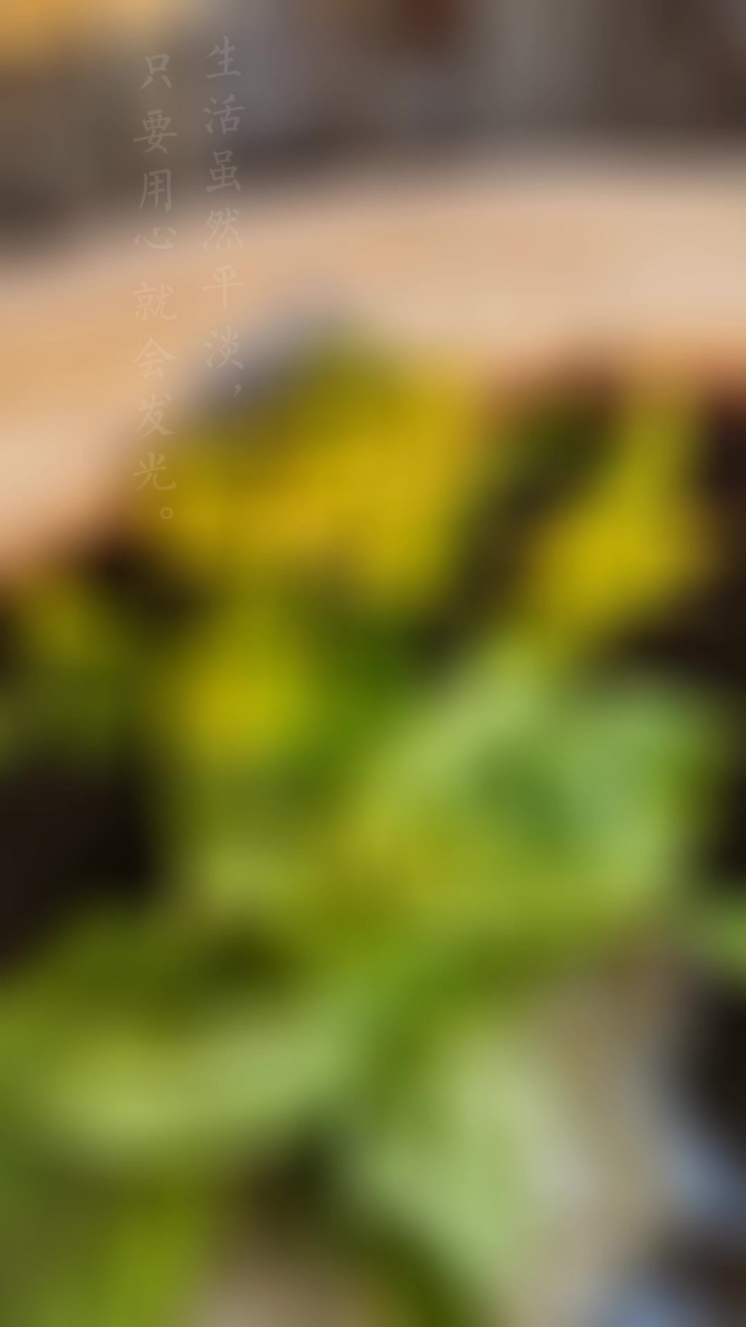 水培白菜花好美呀