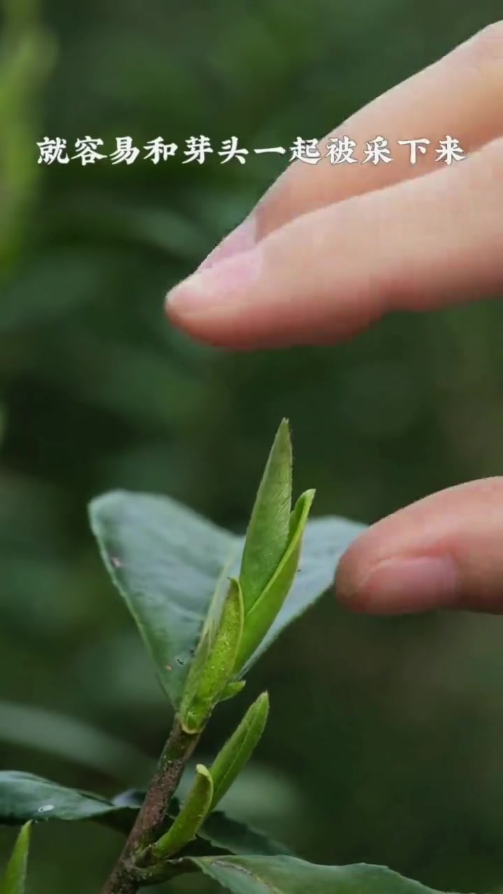 为什么信阳白茶的皛芽也带叶?原来芽头上的叶片还有这些用处!信阳白茶 茶知识 皛芽 白茶 茶