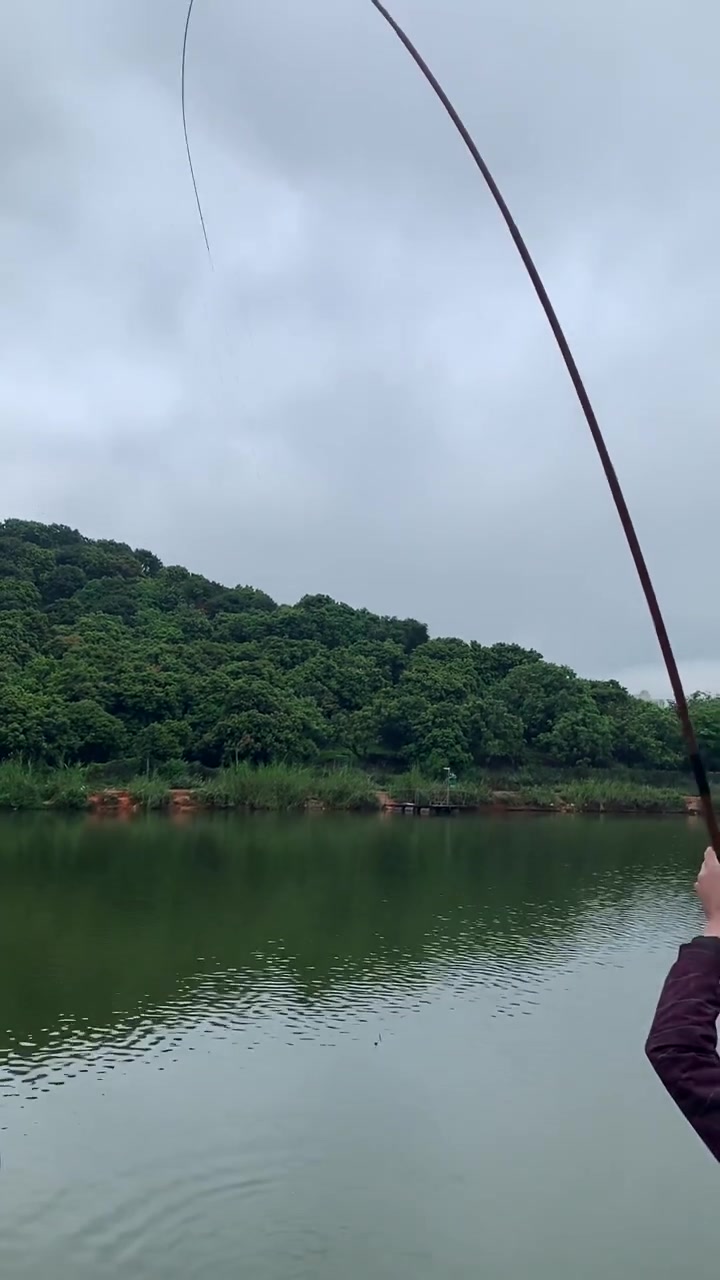 很多人把这种鱼当做赤眼鳟红眼,其实这是泰国鲮鱼,简称泰鲮鱼,和赤眼鳟根本不是一个科类的,这