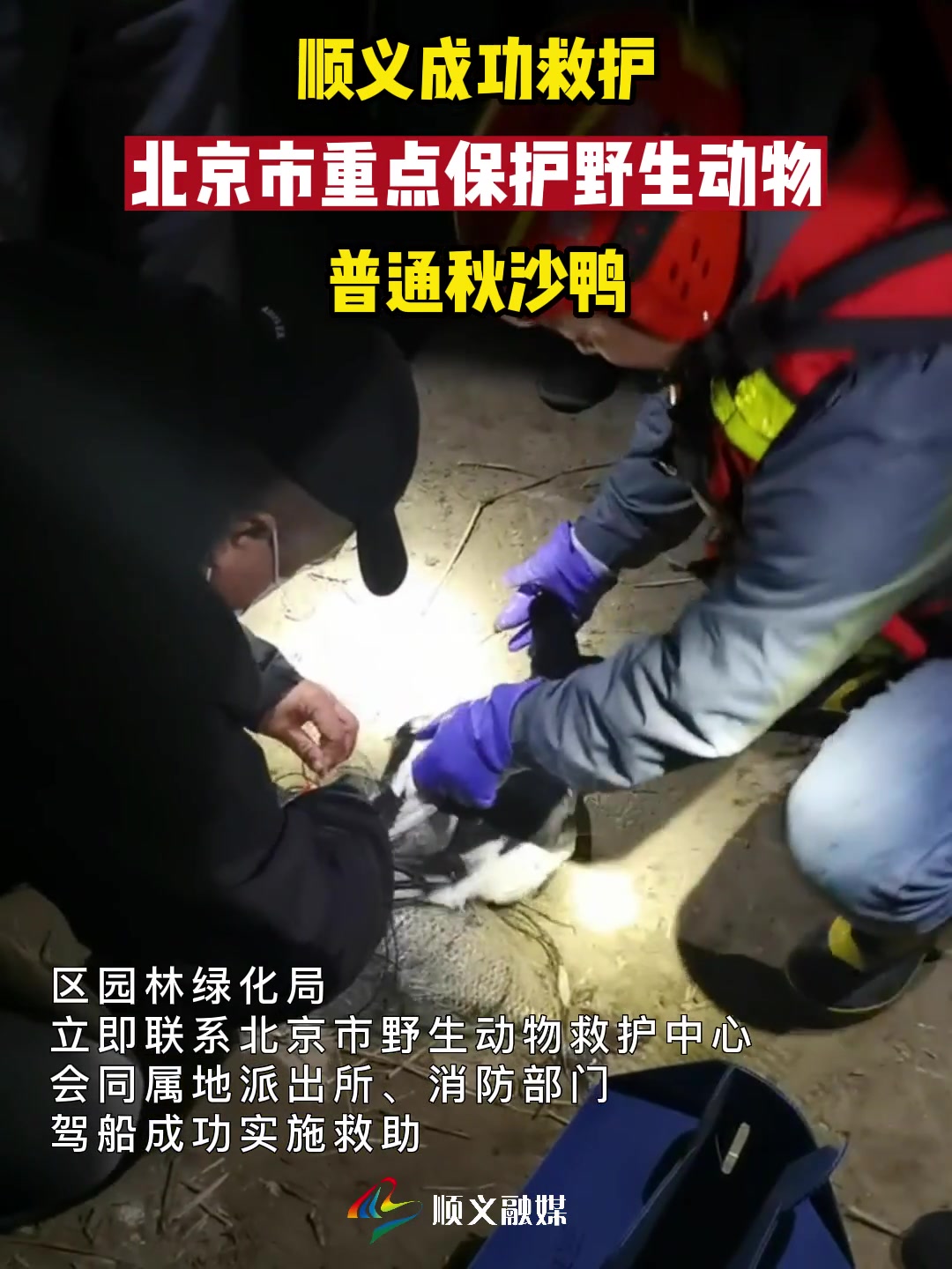 顺义区成功救护北京市重点保护野生动物普通秋沙鸭