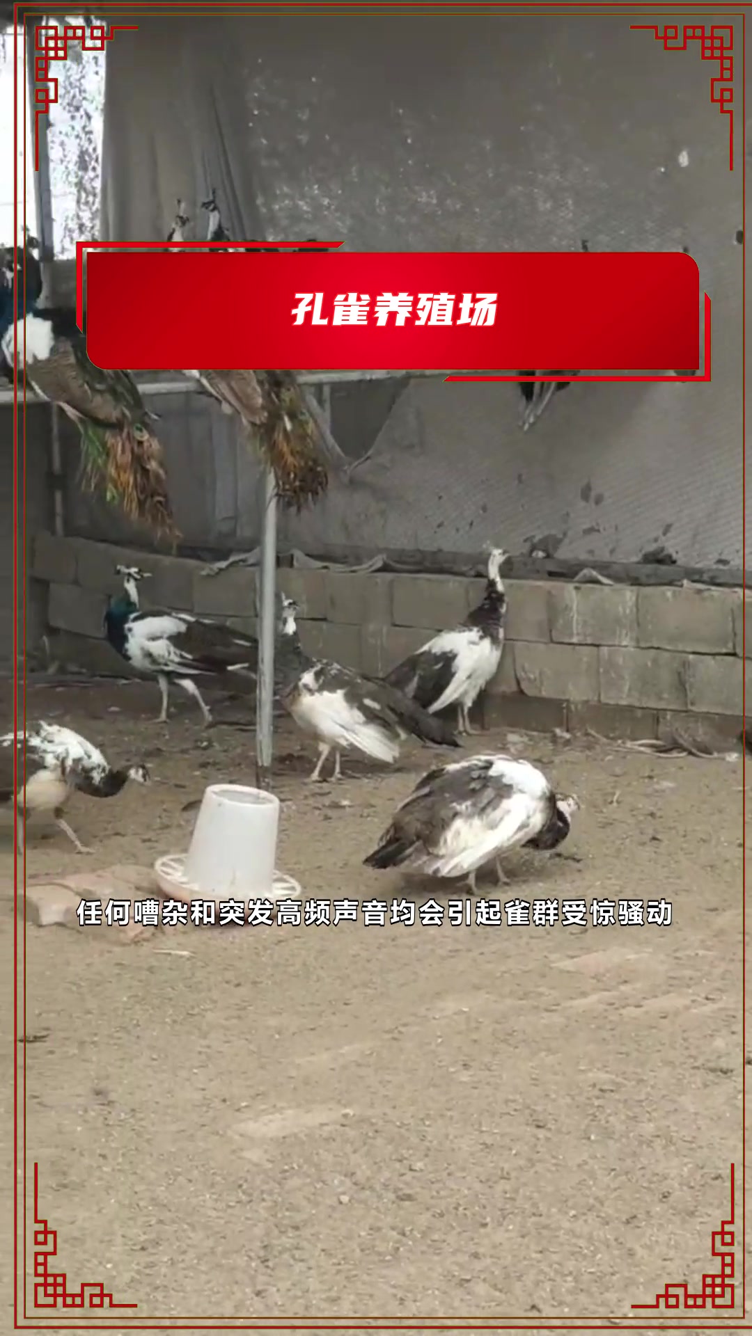 养殖蓝孔雀的经济效益分析