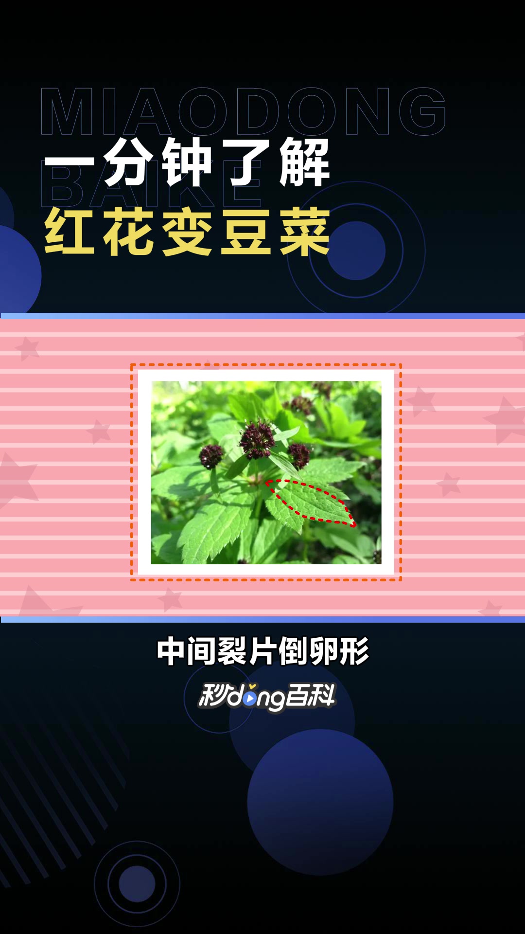 红花变豆菜:伞形科变豆菜属植物