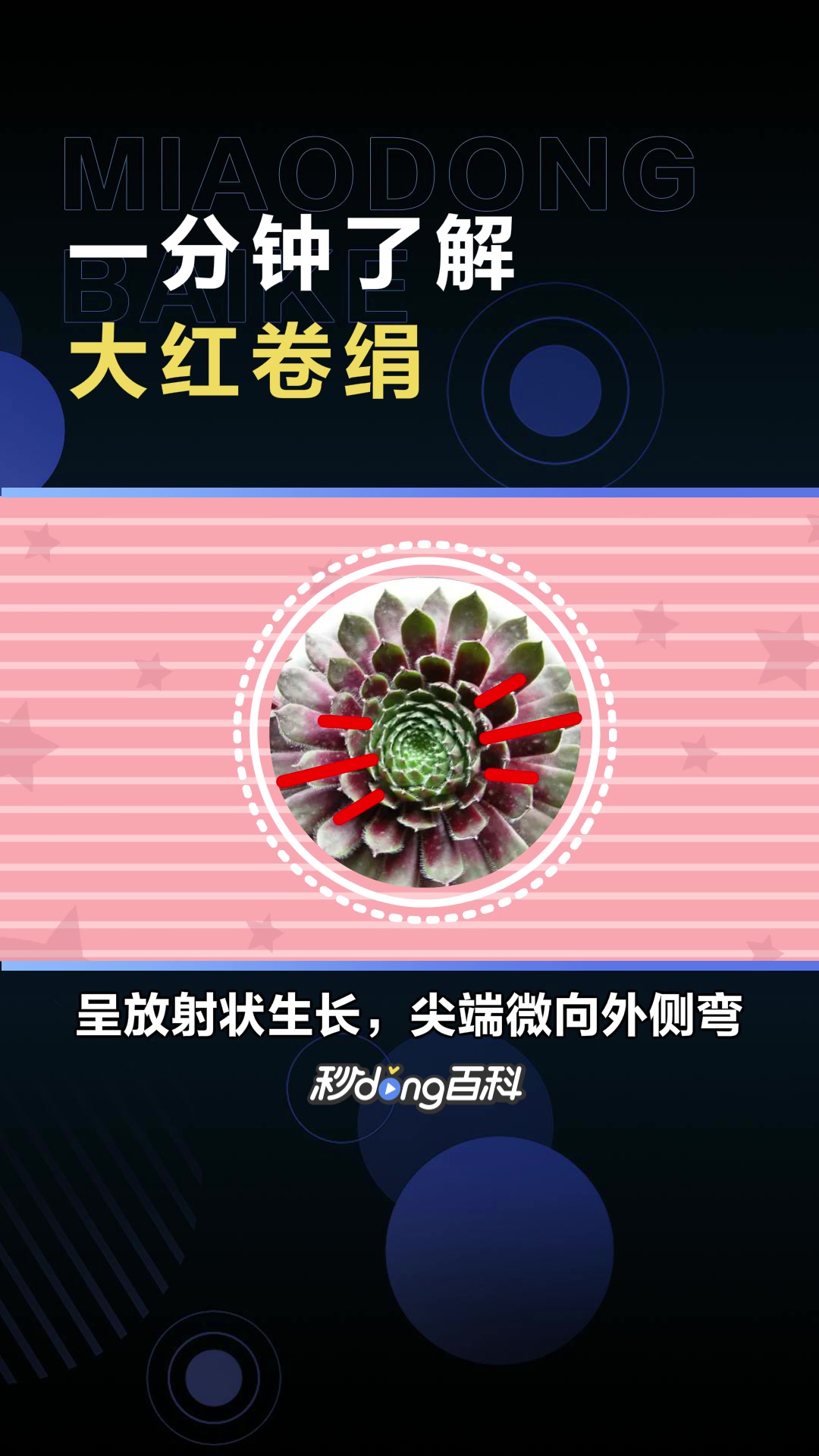 大红卷绢:景天科长生草属多肉植物