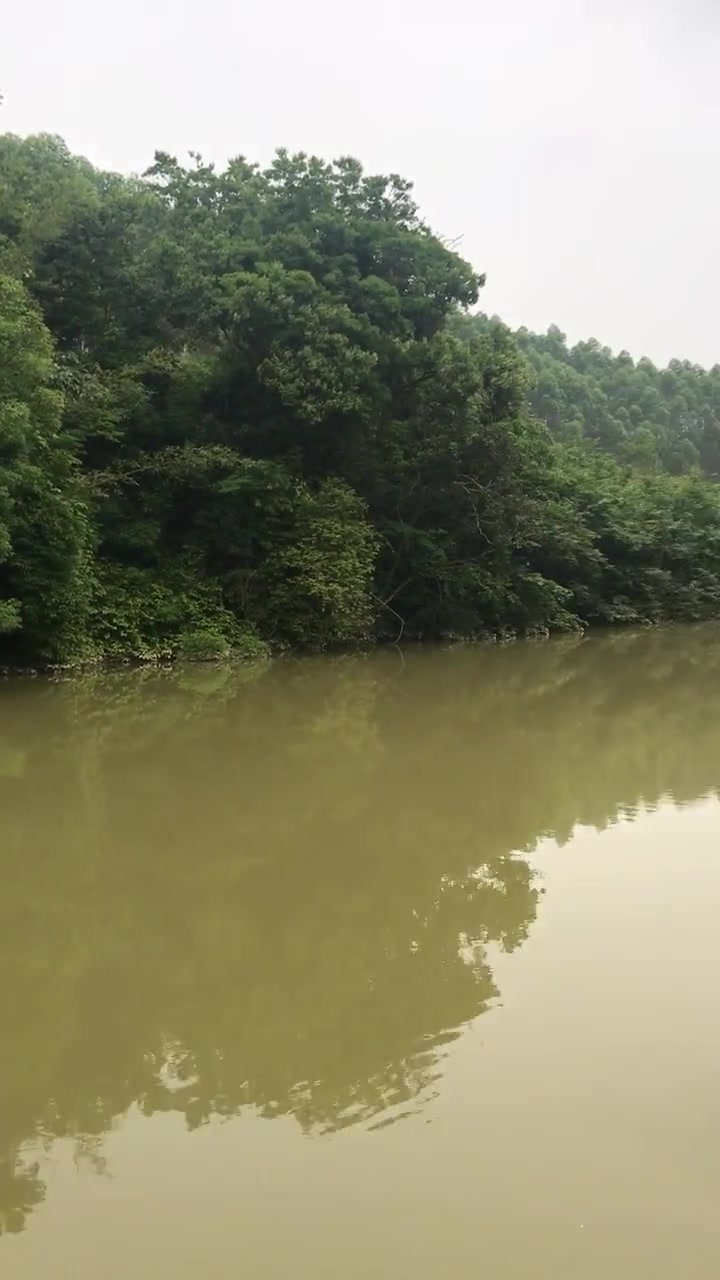 水库干马口鱼