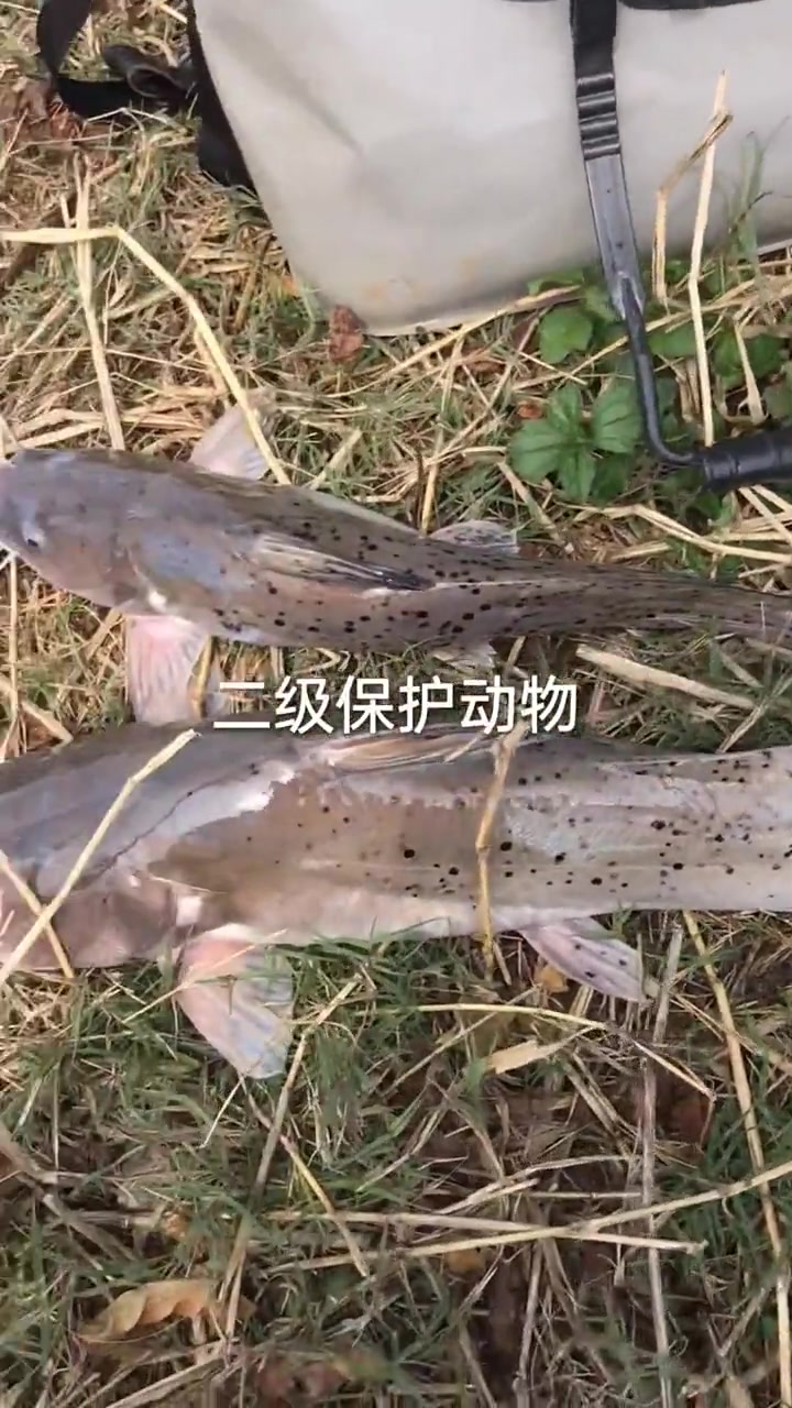 钓友们注意了,不小心钓到芝麻剑鱼一定要放生哦