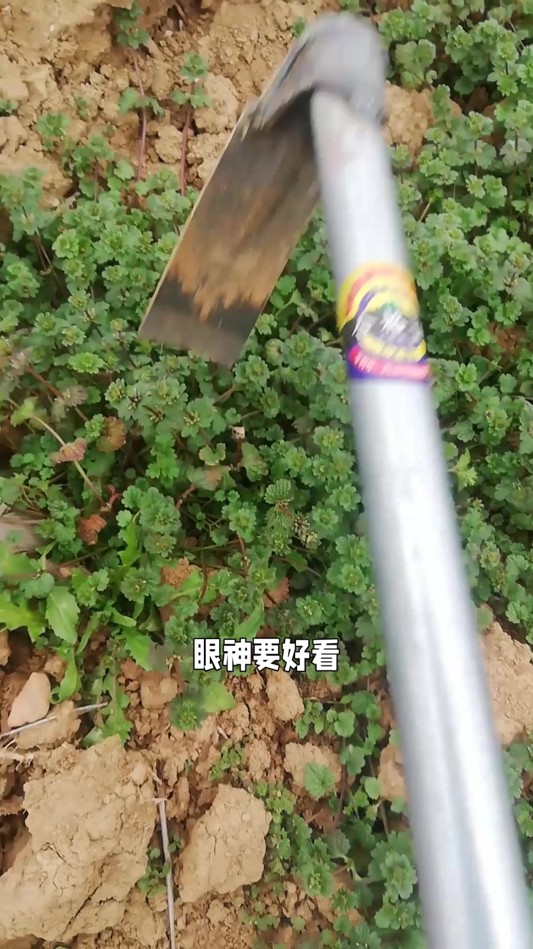 野生野长的荠荠菜,现在吃它正好,一起来看看吧!