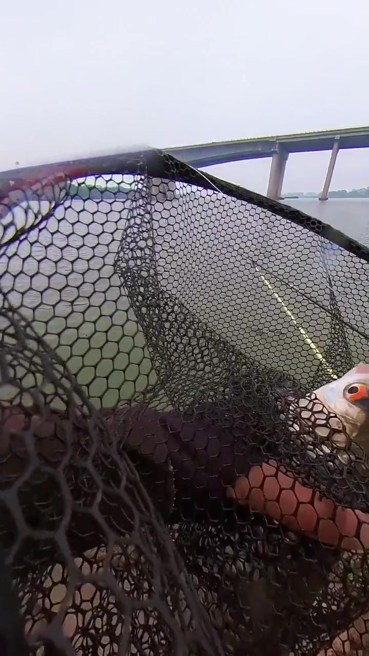 野钓赤眼鳟红眼鱼