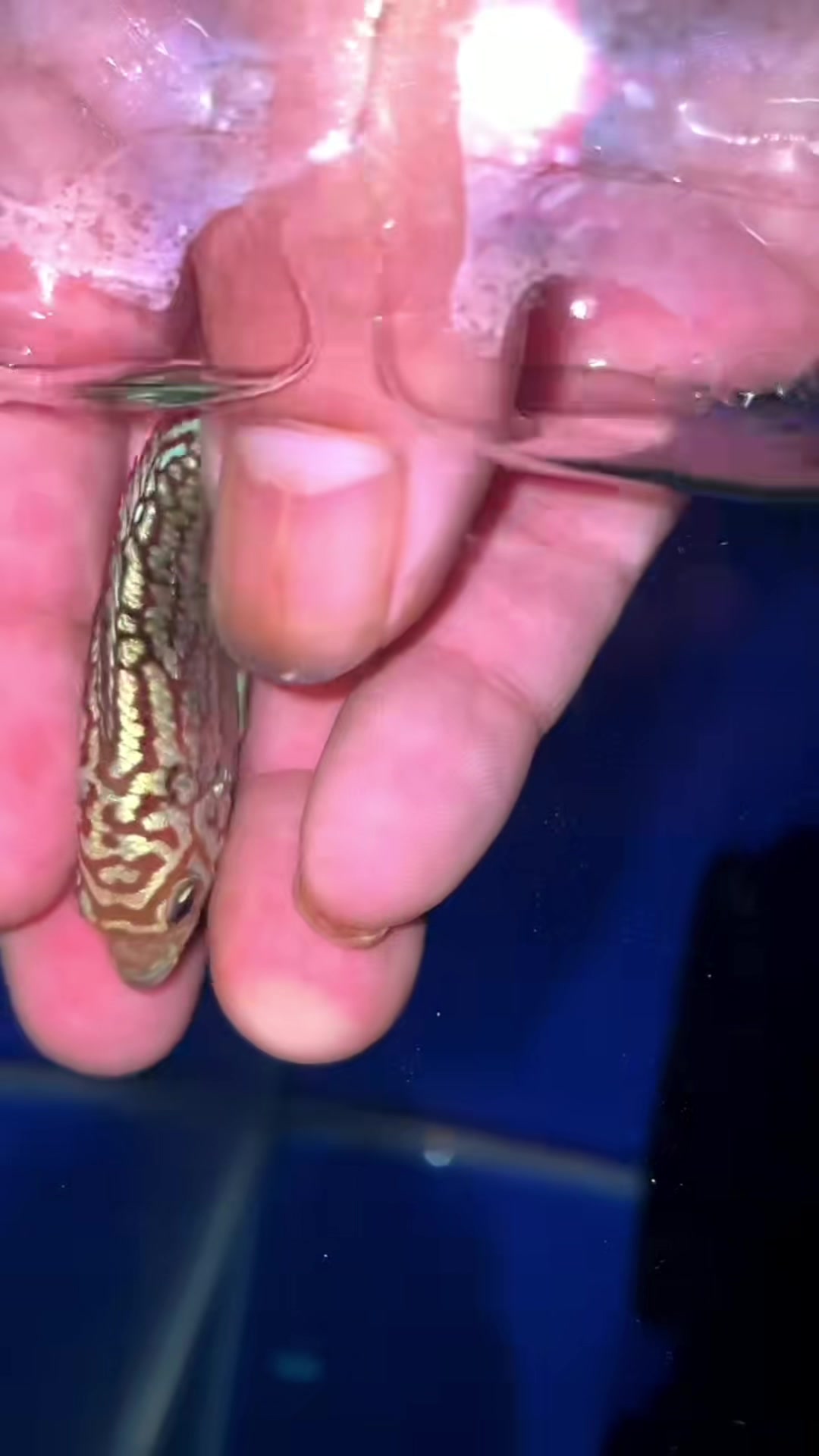 罗汉鱼 泰金火凤金花