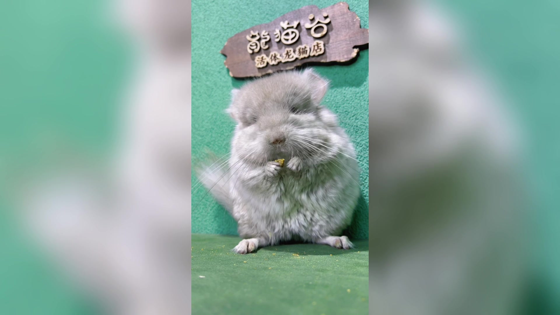 如果龙猫下蛋,这个蛋应该叫什么蛋?