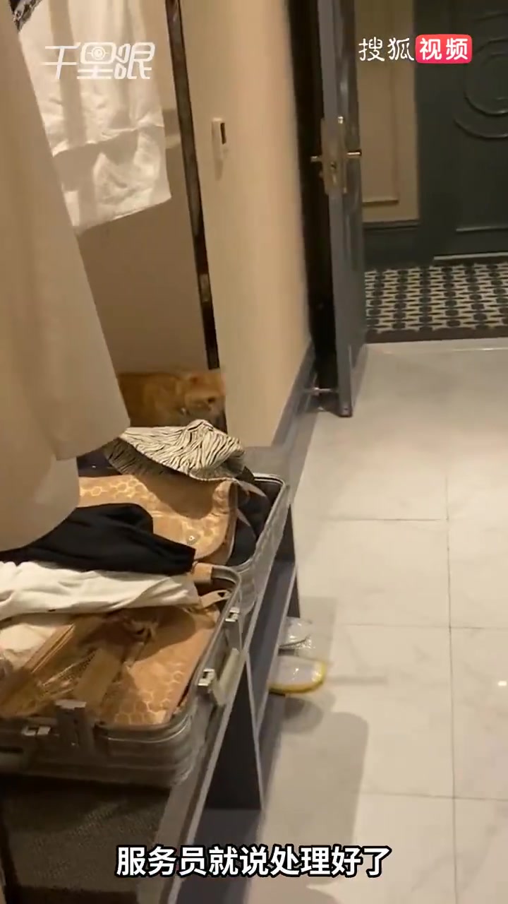 「女子住酒店天花板突然掉下一只猫:被吓到发抖,酒店处理方式只是赶走了猫「惊哭」」2月19日