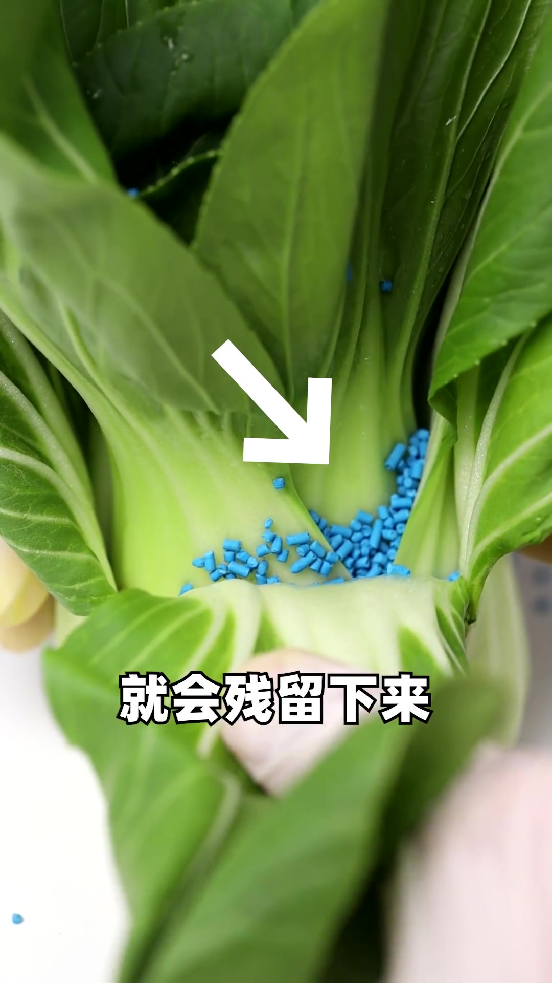 菜叶上惊现蓝色物体,还能放心大胆吃吗?