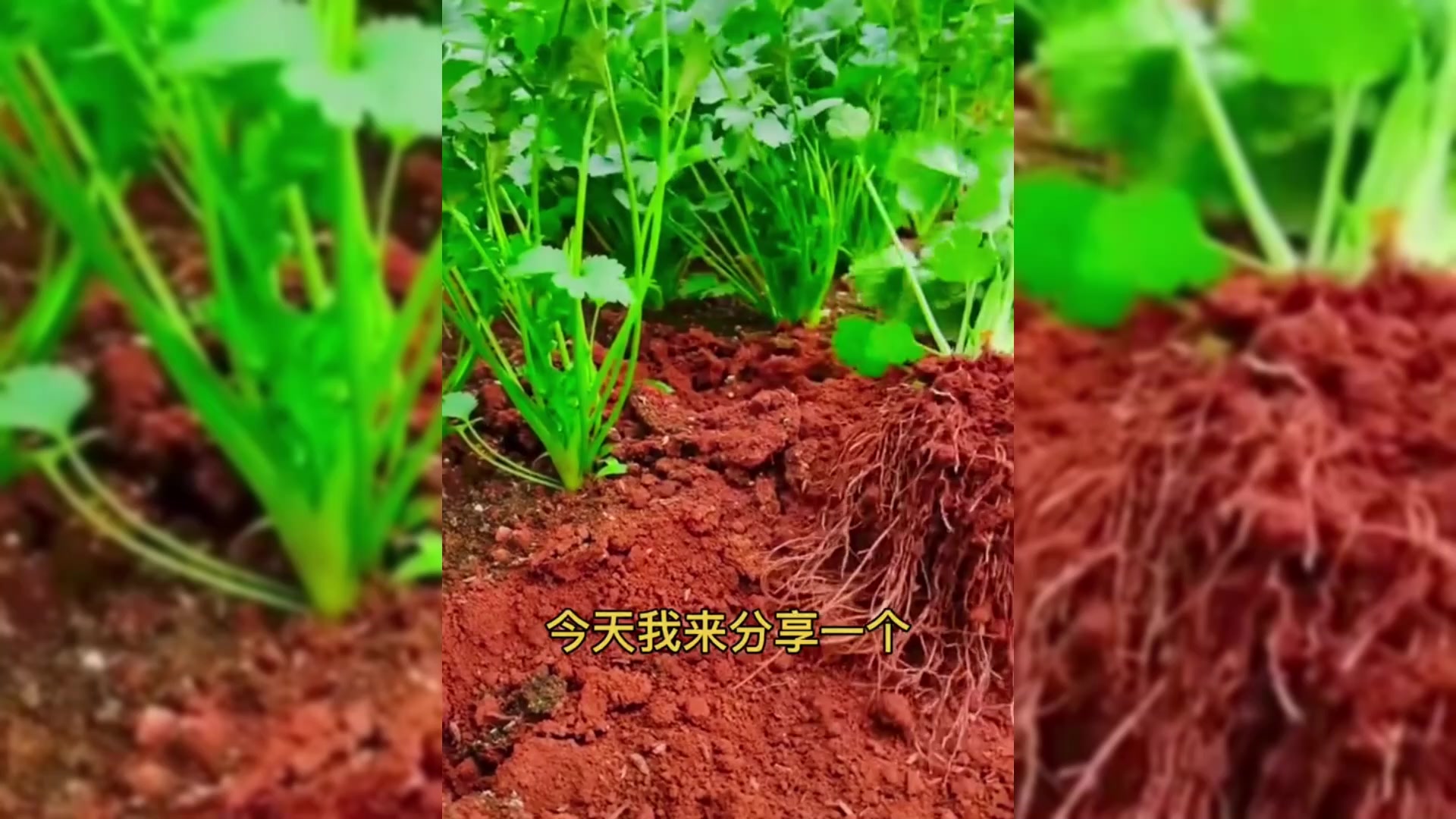 想要“香菜”出芽快,这个细节千万不要忽略了,学到就是赚到!